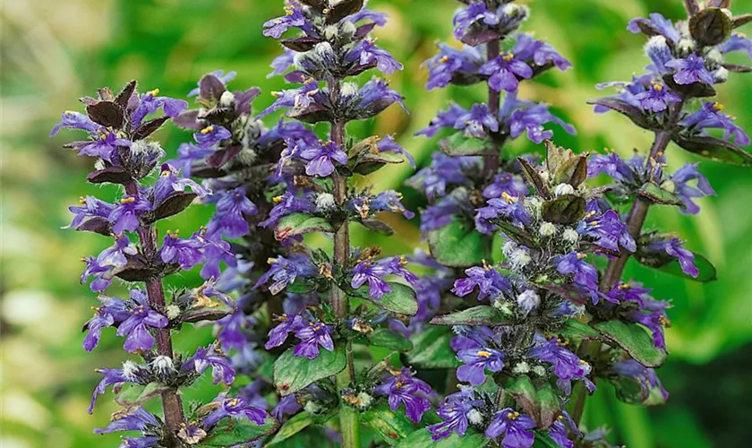 Ajuga reptans 'Jungle Beauty'