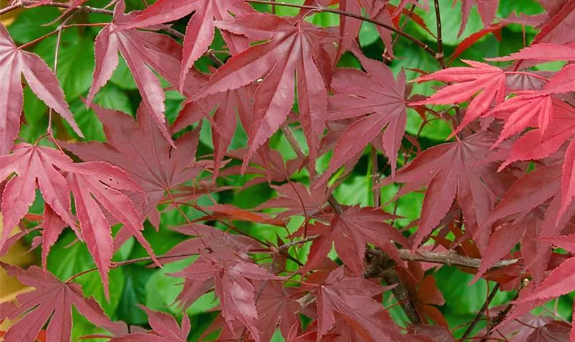 Acer palmatum 'Inazuma'