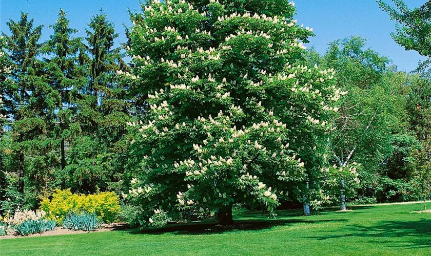 Aesculus hippocastanum 'Pyramidalis', Stamm