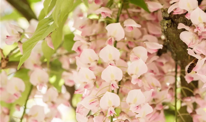 Wisteria brachybotrys 'Showa Beni'