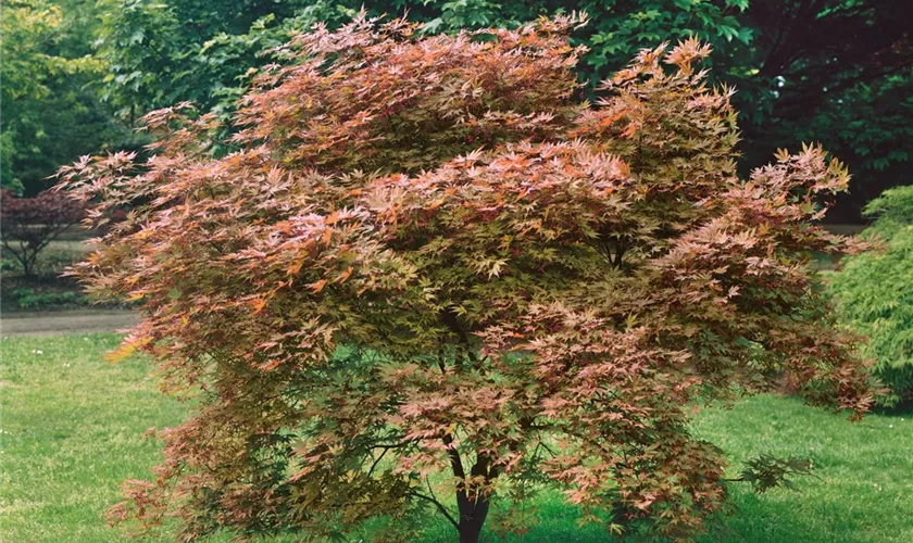 Acer palmatum 'Kenkoh Nishiki'