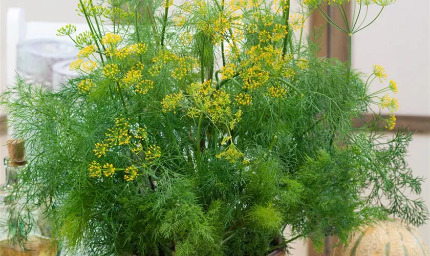 Dill 'Liso'