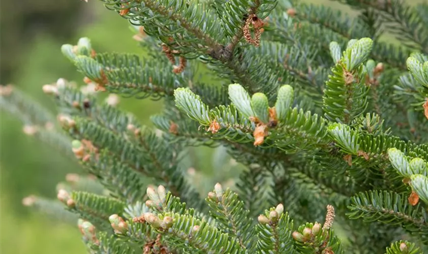 Abies koreana 'Silberlocke'