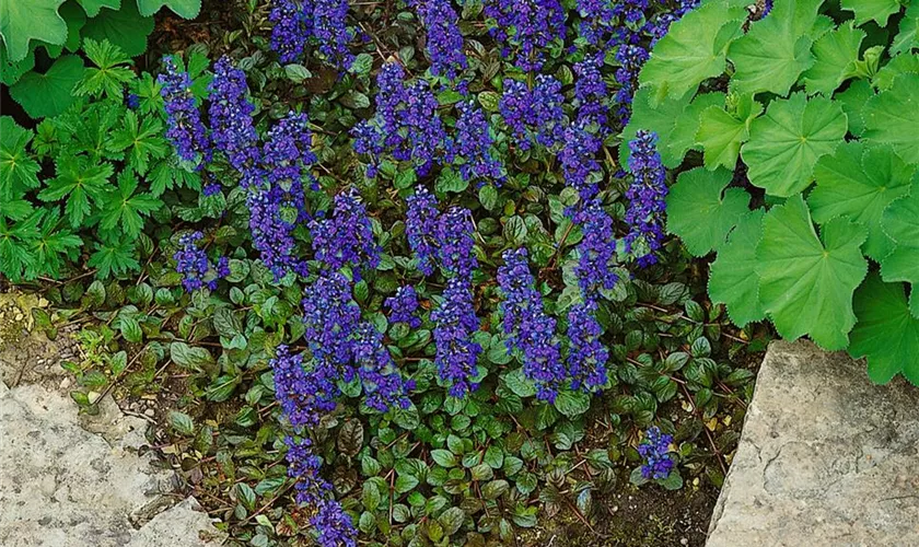 Ajuga reptans 'Palisander'