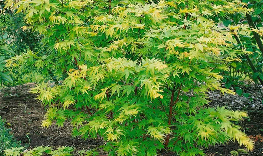 Acer palmatum 'Japanese Sunrise'