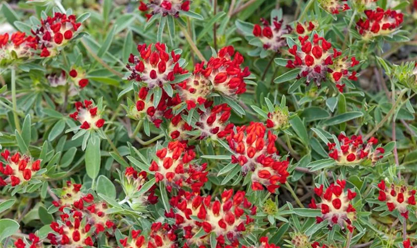 Garten-Wundklee 'Coccinea'