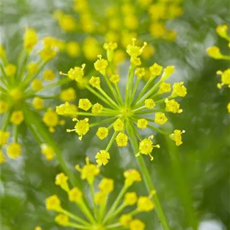 Anethum graveolens var. hortorum