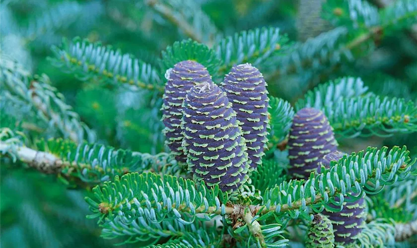 Abies koreana 'Silberreif'