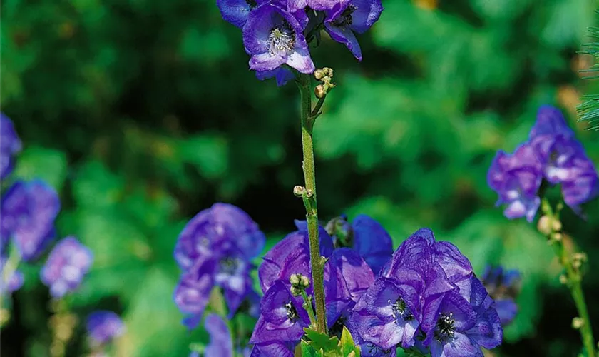 Aconitum carmichaelii