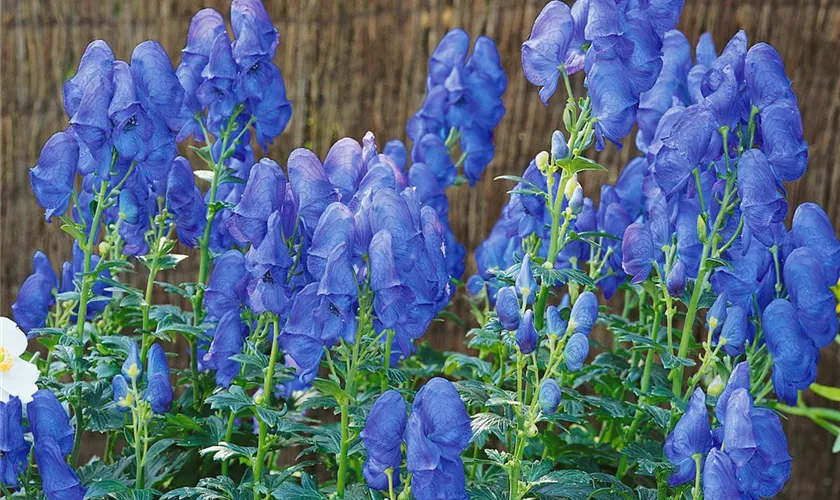 Garten-Herbst-Eisenhut 'Blaues Wunder'