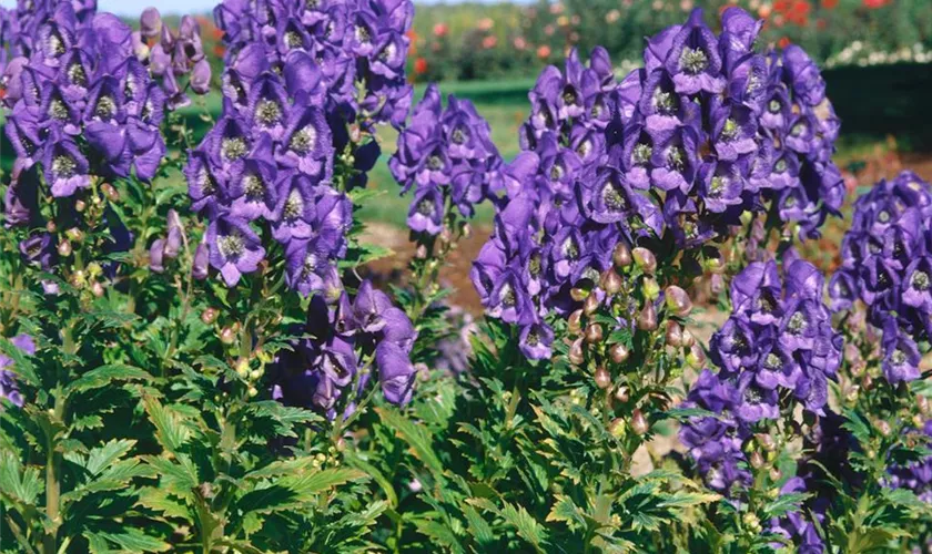 Garten-Herbst-Eisenhut 'Royal Flush'