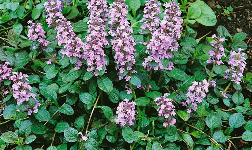 Ajuga reptans 'Pink Surprise'