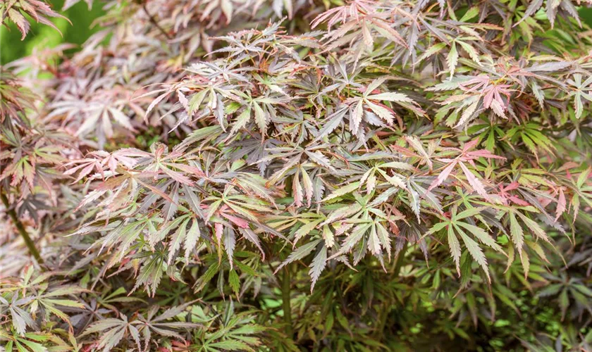 Acer palmatum 'Jerre Schwartz'