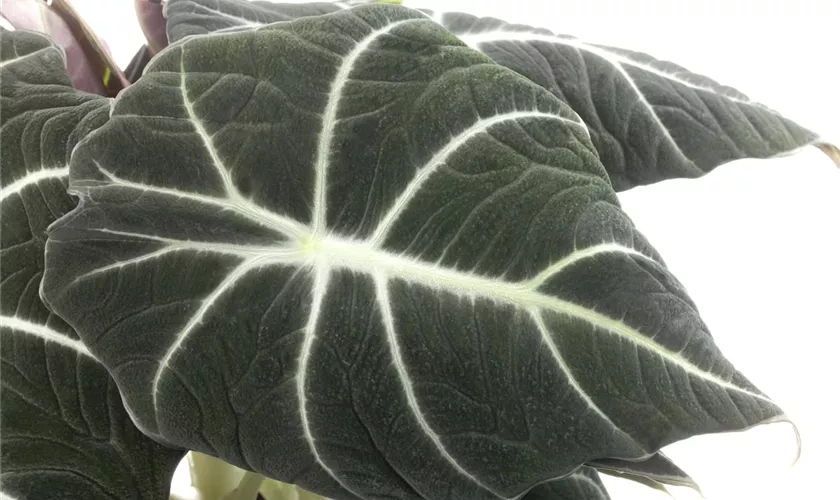 Alocasia 'Black Velvet'