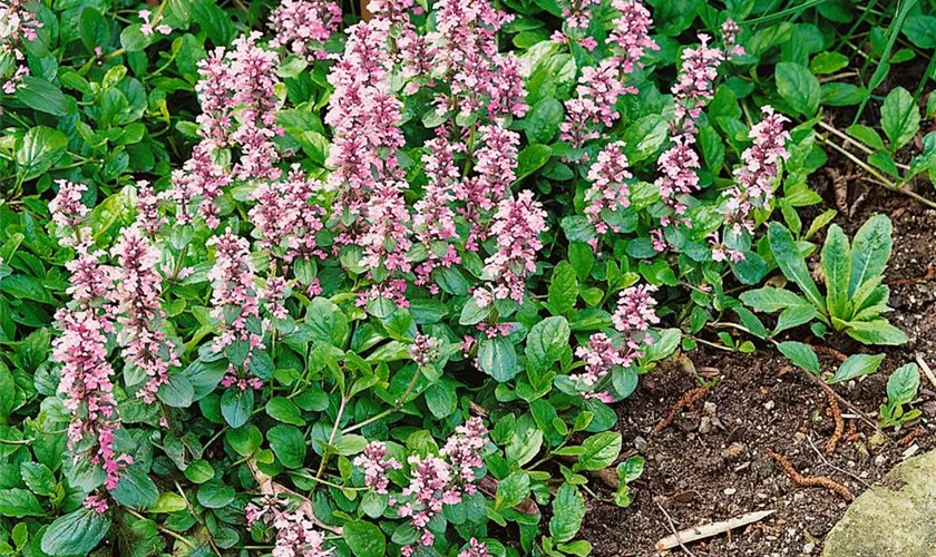 Ajuga reptans 'Rosakerze'