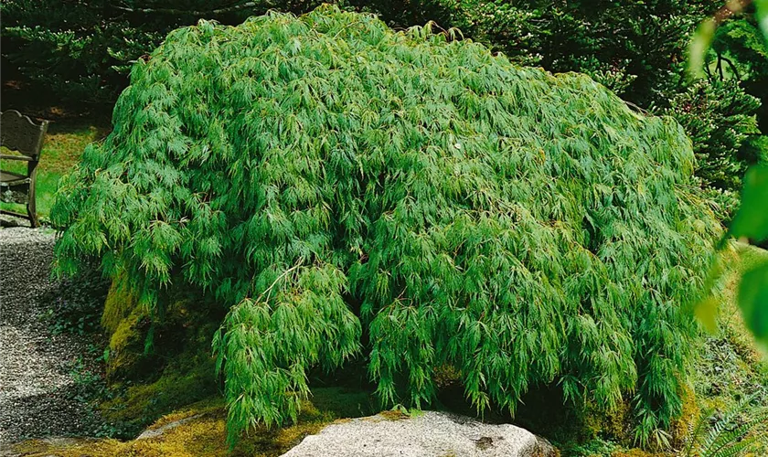 Acer palmatum 'Jiro Shidare'