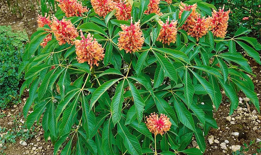 Aesculus mutabilis 'Hessei'