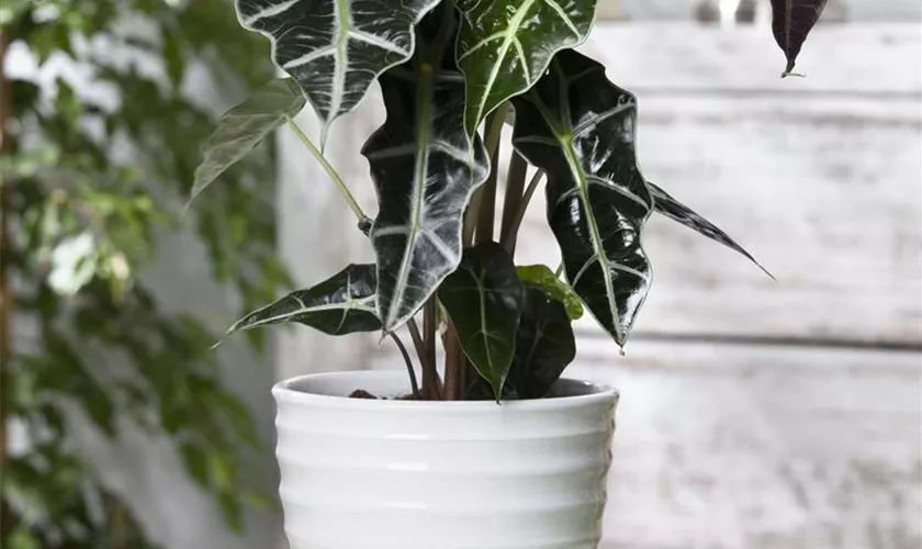 Alocasia sanderiana 'Bambino'