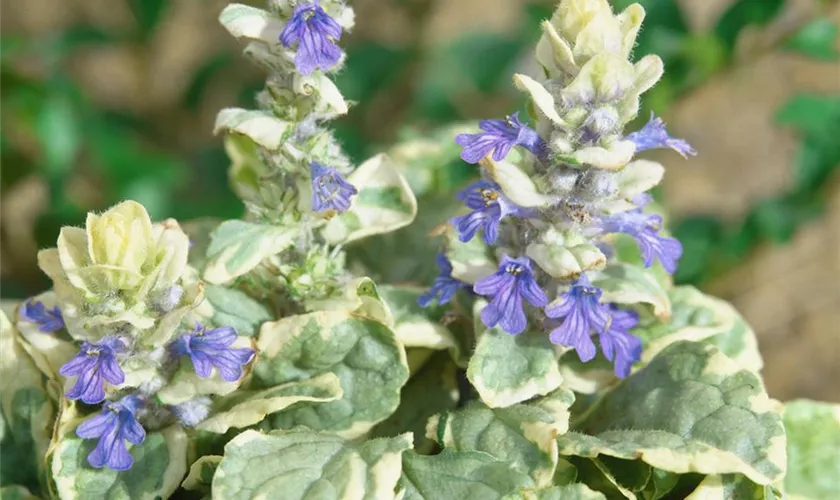 Ajuga reptans 'Silver Queen'