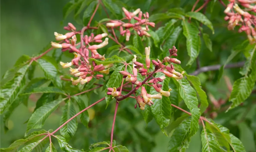 Aesculus mutabilis 'Penduliflora'