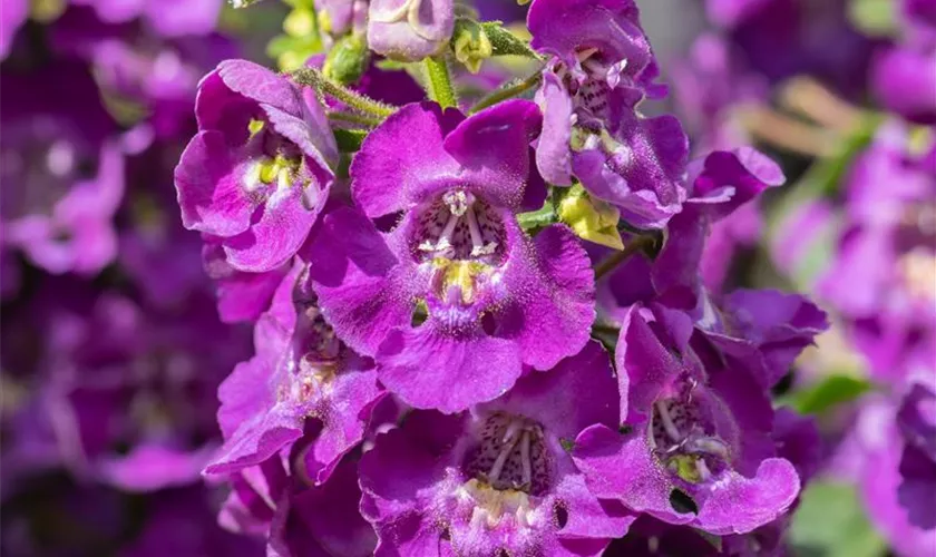 Angelonia ANGELFACE