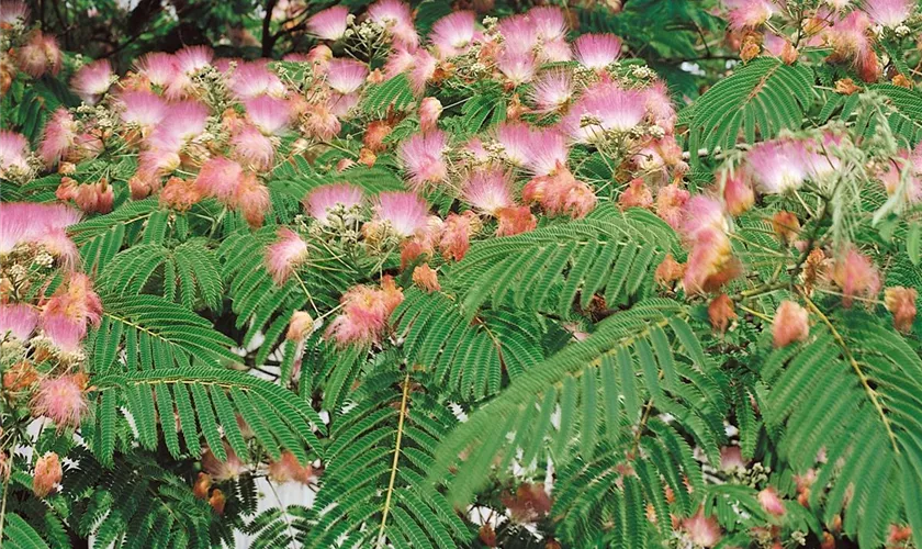 Albizia julibrissin 'Ernest Wilson'