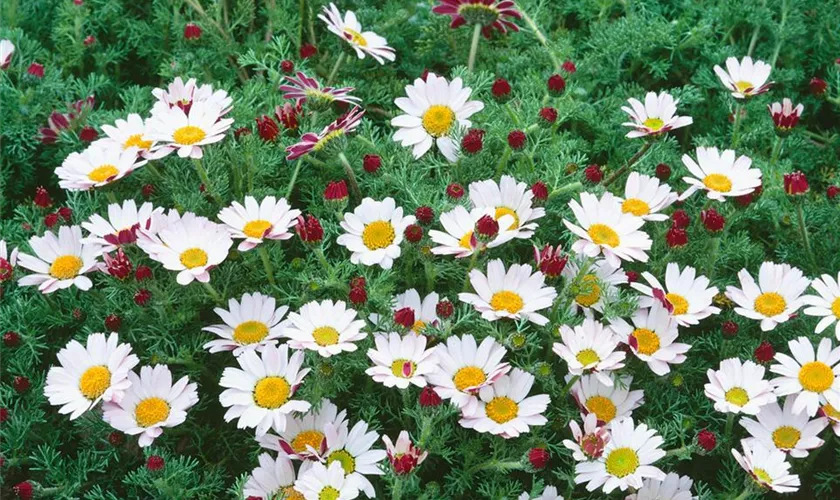 Kreisblume 'Silberkissen'