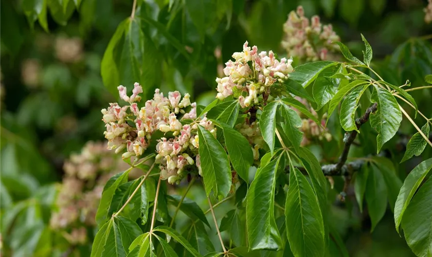 Aesculus neglecta 'Erythroblasta'