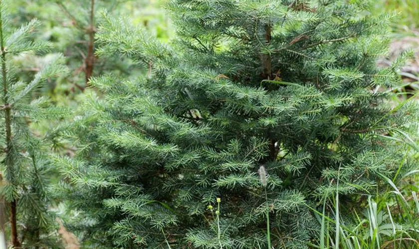 Abies lasiocarpa