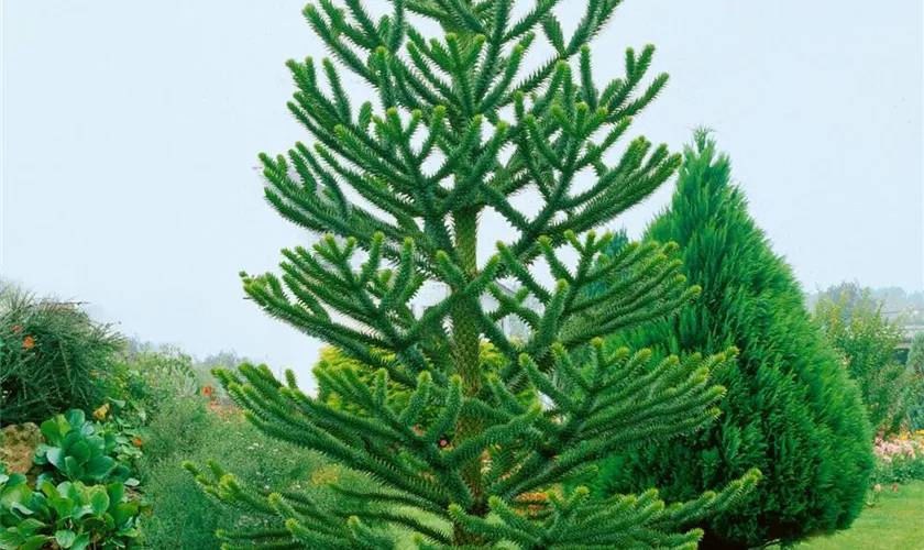 Araucaria araucana 'Robusta Gheri'