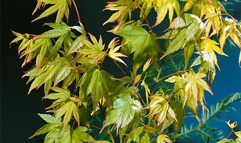 Acer palmatum 'Kashima'