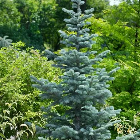 Silber-Korktanne 'Argentea'