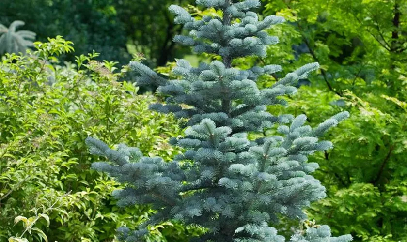 Abies lasiocarpa 'Argentea'