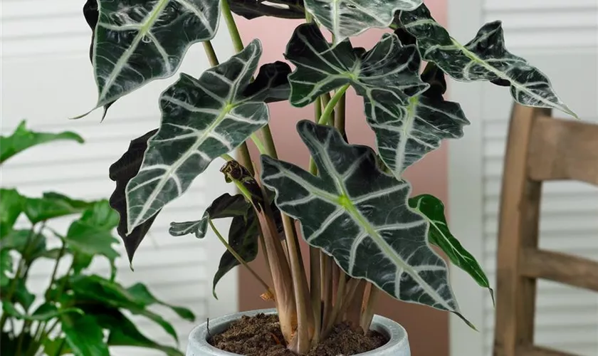 Alocasia x amazonica 'Bambino Arrow'