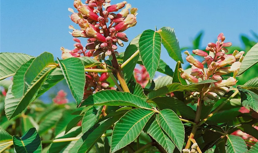 Aesculus pavia 'Flavescens'