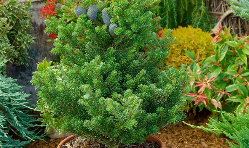 Abies lasiocarpa 'Blue Cone'