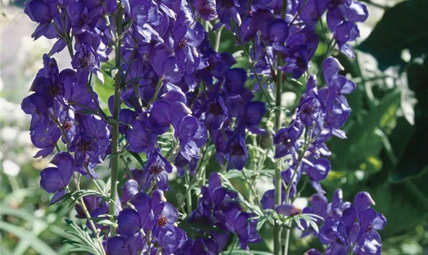 Aconitum henryi 'Spark'