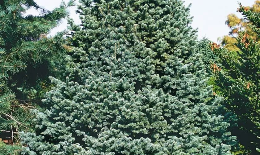 Abies lasiocarpa 'Compacta'