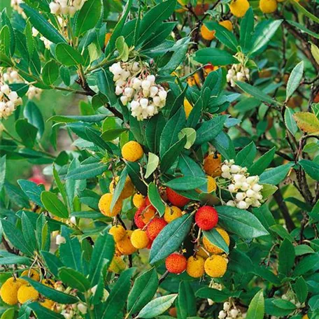 Arbutus unedo 'Atlantic'