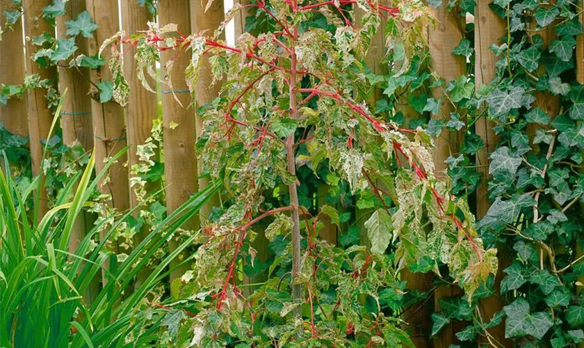 Strauchahorn 'Silver Cardinal'