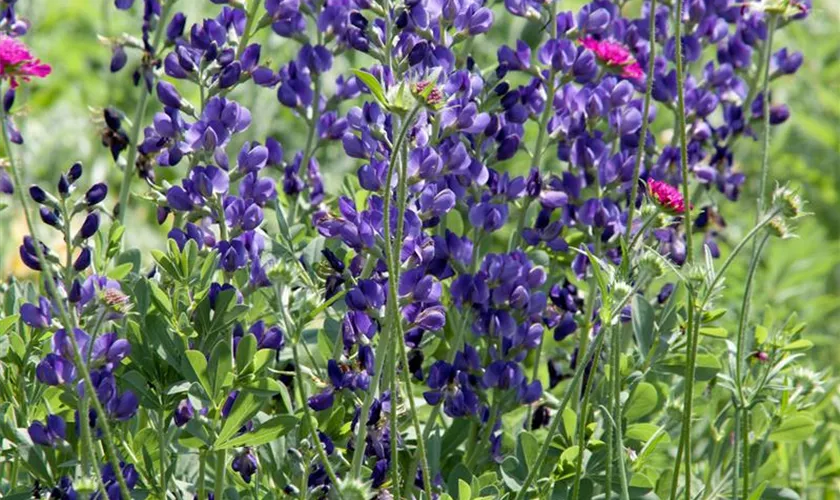 Aconitum napellus 'Blue Valley'