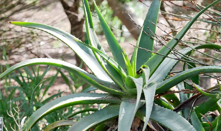 Aloe arborescens