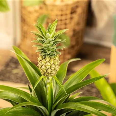 Ananas 'Compacta'