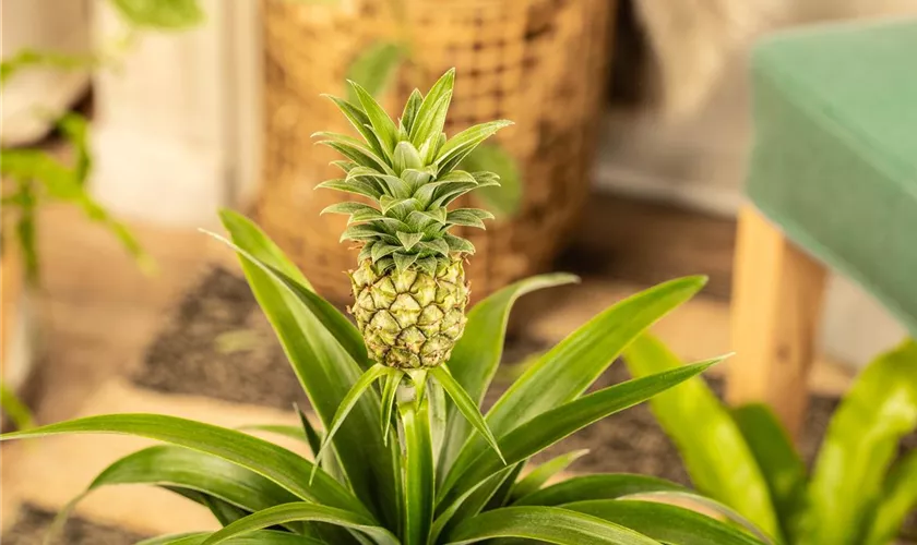 Ananas comosus 'Compacta'