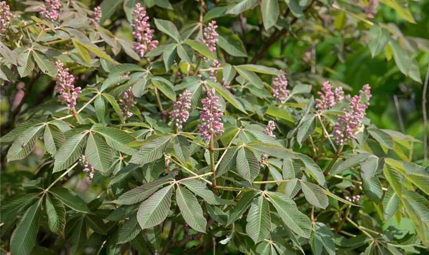 Aesculus pavia 'Rosea Nana'