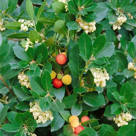 Arbutus unedo 'Quercifolia'