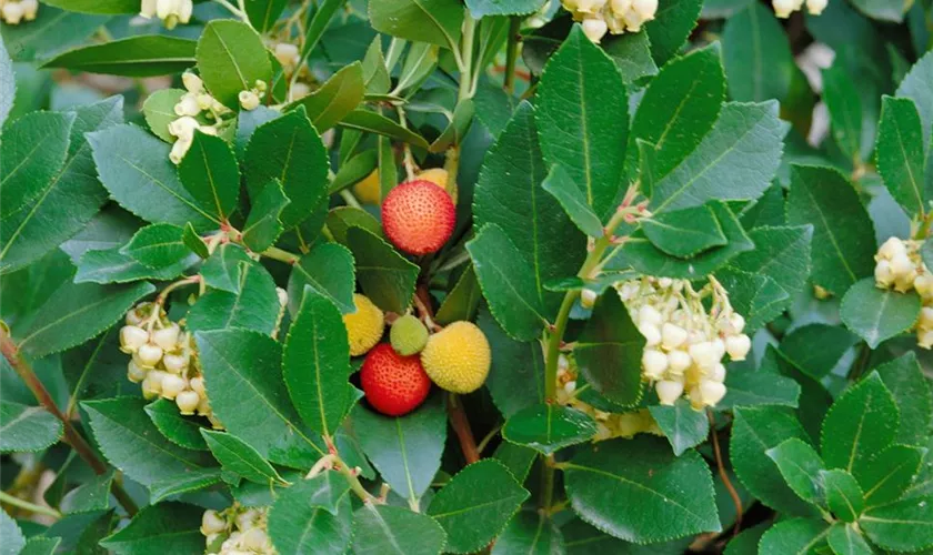 Erdbeerbaum 'Quercifolia'