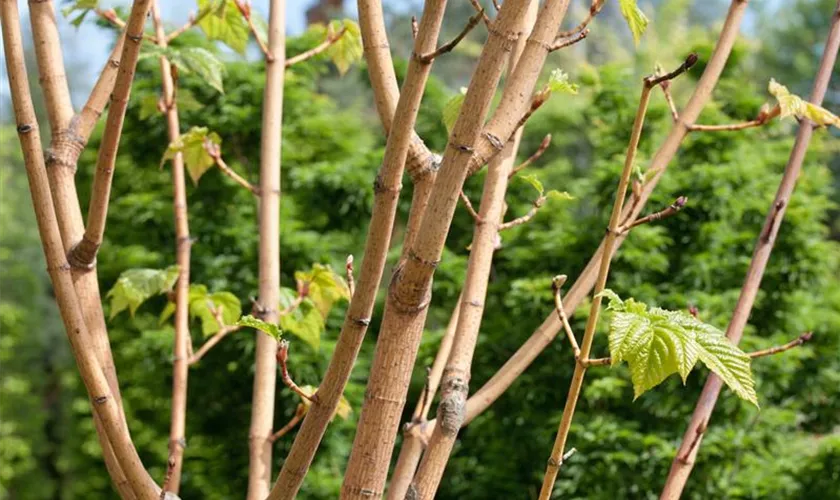 Strauchahorn 'Silver Vine'