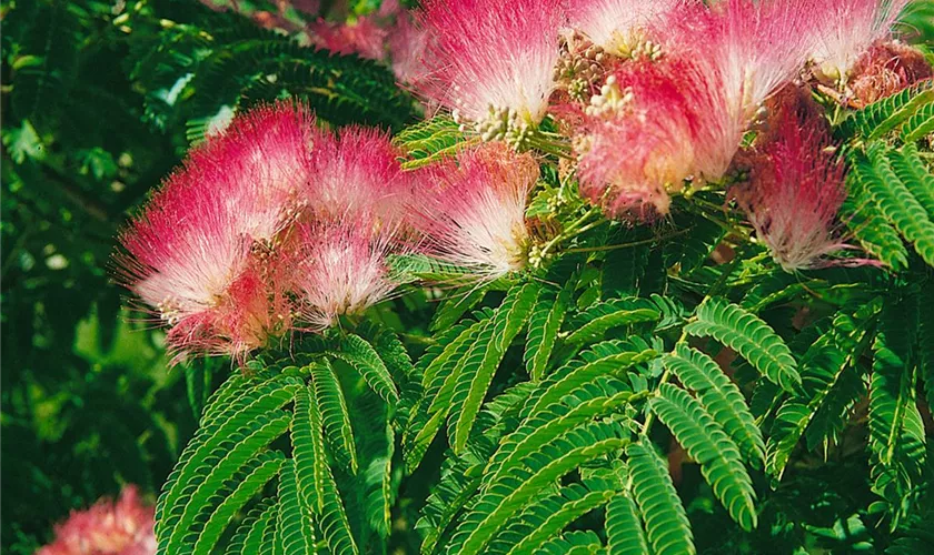 Albizia julibrissin 'Tropical Dream'