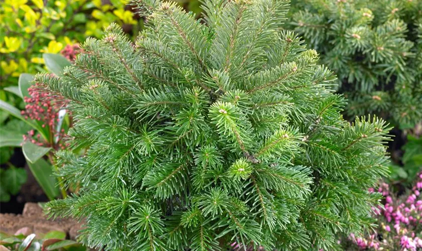 Abies lasiocarpa 'Green Globe'